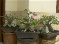 50f12e3f-ADENIUM 2.jpg